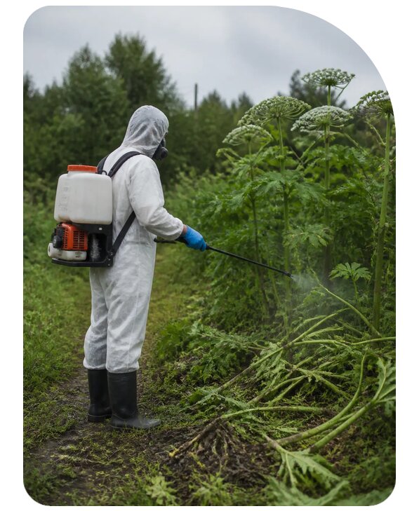 Обработка от борщевика в Костомукше, заказать от 5101 р. | Сенат-Ктм